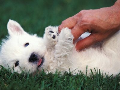 1161752west-highland-terrier-westie-puppy-being-petted-posters.jpg