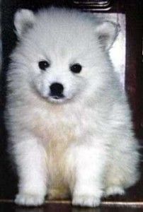 japanese_spitz_01_puppies_for_sale.jpg